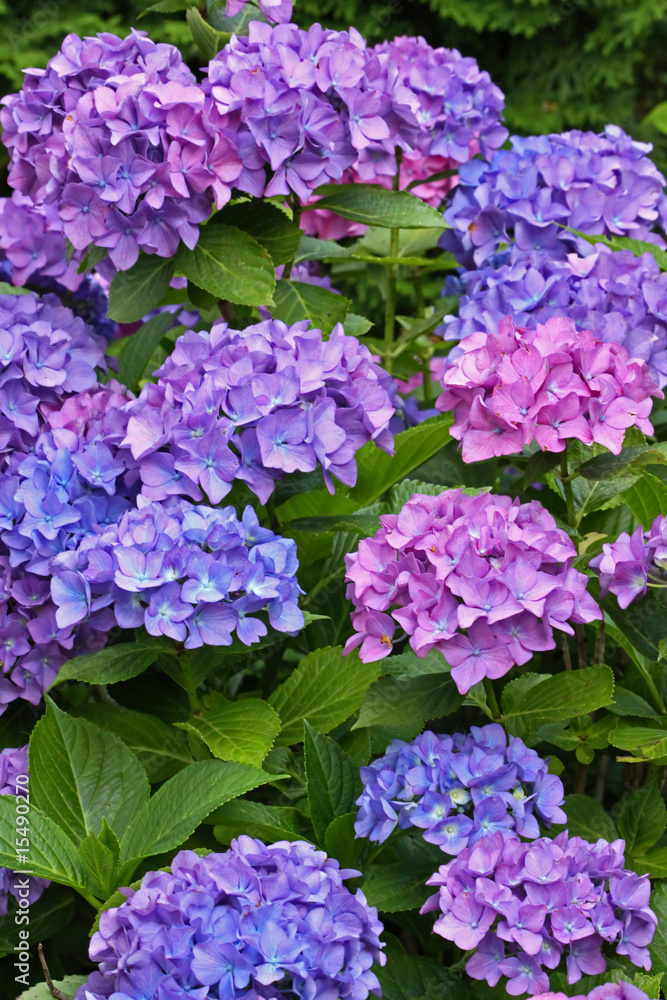 Hortensie, Gartenhortensie, Hydrangea macrophylla Hortensie, Gartenhortensie, Hydrangea macrophylla