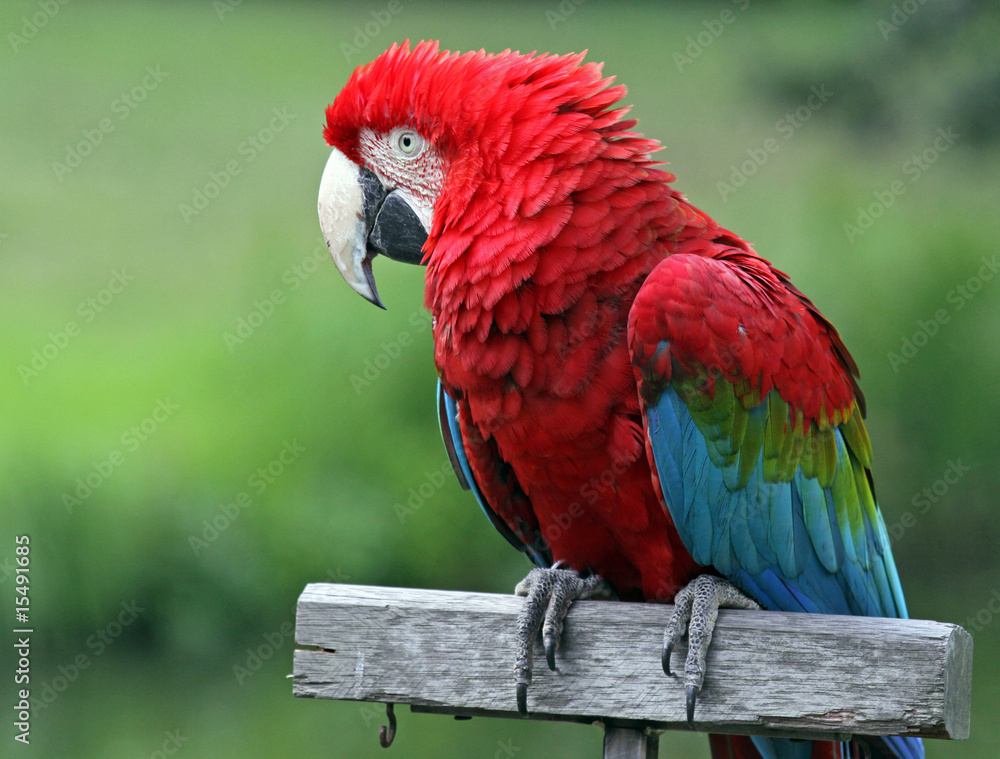 Fototapeta premium Grünflügelara