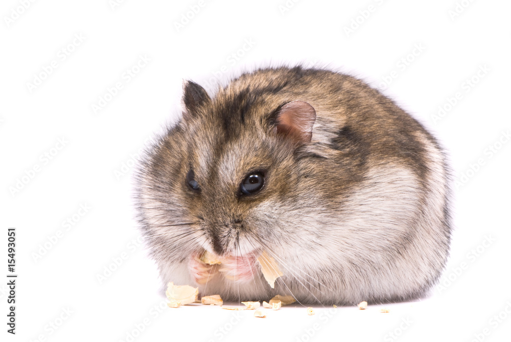 Dwarf hamster eating pumpkin seed Dwarf hamster eating pumpkin seed