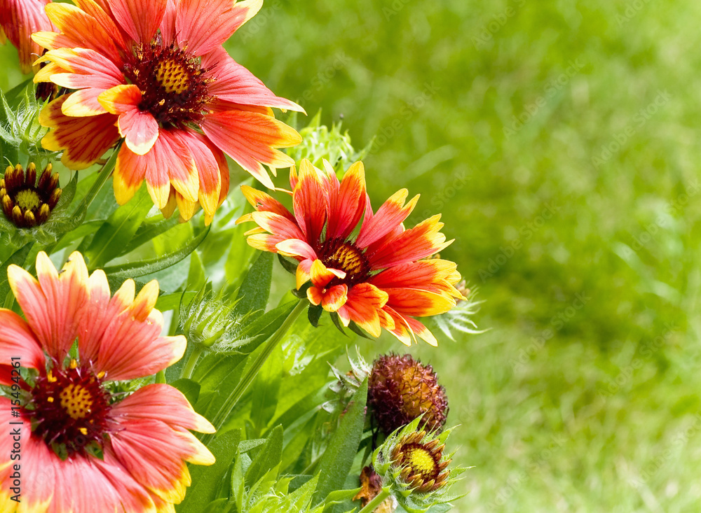 Obraz premium summer, flowers