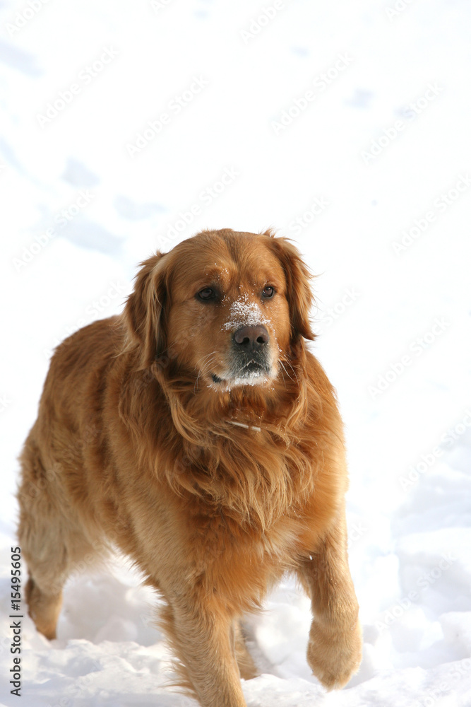 Beautiful Golden Retriever with Snow on his Face