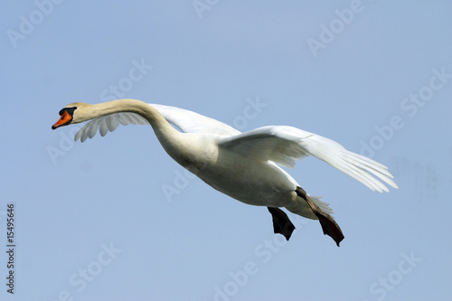 Beautiful Mute Swan in Flight © Dennis Donohue