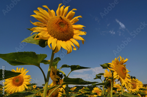 Sonnenblumen perspektivisch