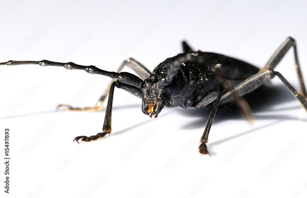 Fototapeta premium grand capricorne du chêne