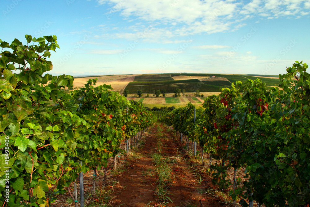 Hills with vineyard
