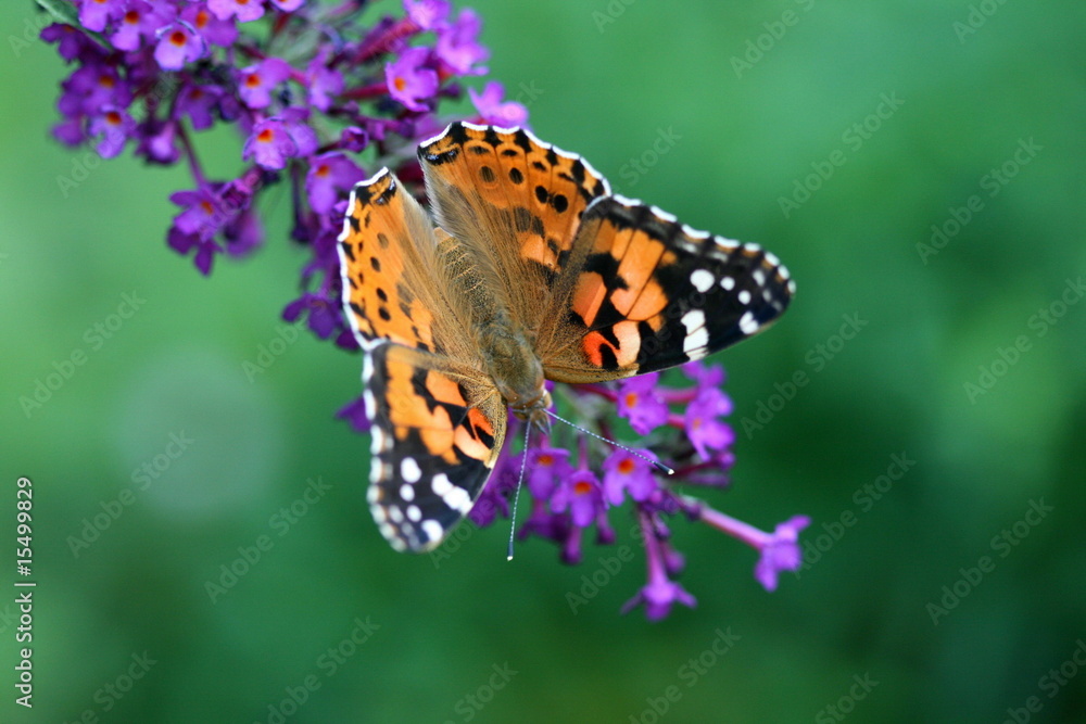 Obraz premium painted lady