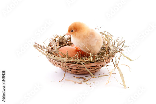 Chicken and egg in nest