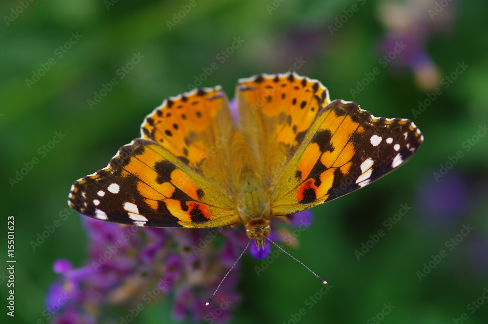 Obraz premium Diestelfalter auf Blume