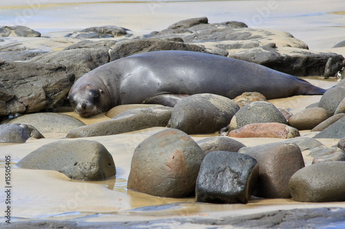 Fur Seal Napping among Boulders