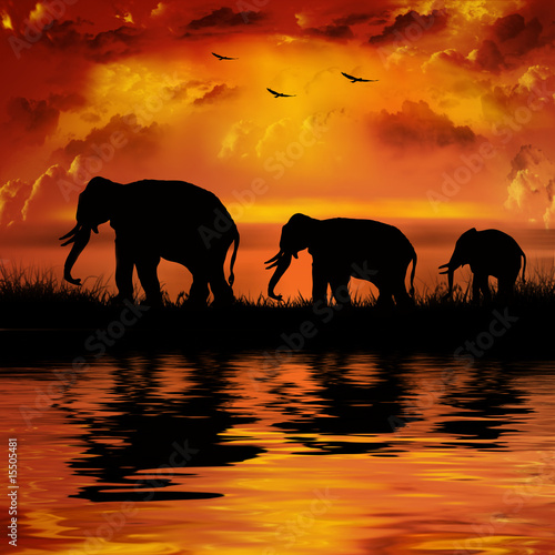 Canvas Print Elephants on a beautiful sunset background