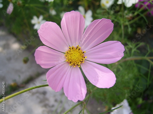 brightly lilac flower of the daisywheel