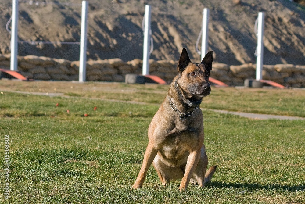 police dog police dog
