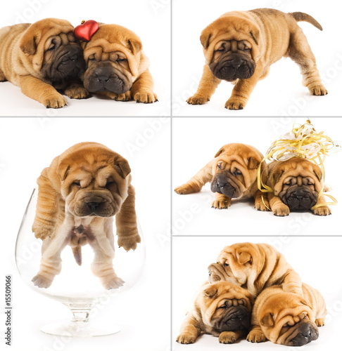 Fototapeta Naklejka Na Ścianę i Meble -  Collage of sharpei puppies