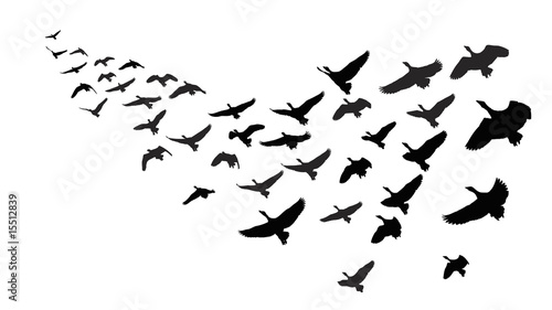 wild geese in flight