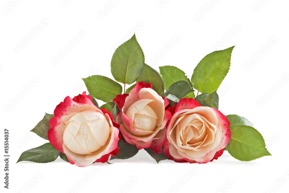 Fototapeta premium three roses, white and pink