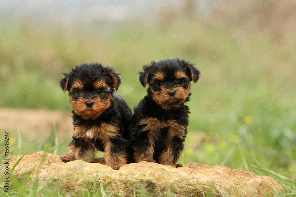 deux petits chiots yorkshire terrier assis sur une pierre deux petits chiots yorkshire terrier assis sur une pierre