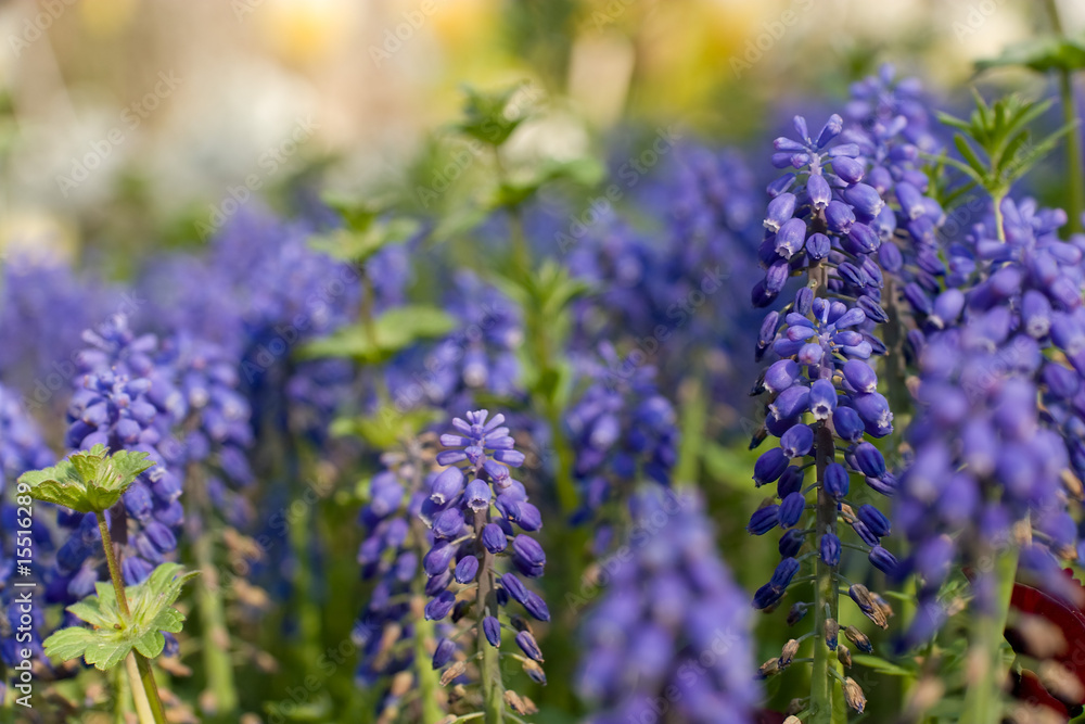 Obraz premium Muscari