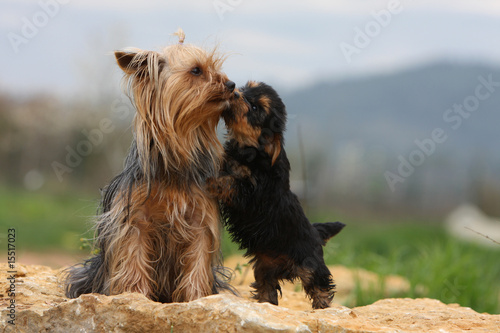 Bisou D Un Bebe Yorkshire Terrier A L Un De Ses Parents Stock Photo Adobe Stock
