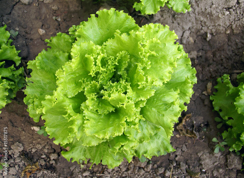 Salade au jardin