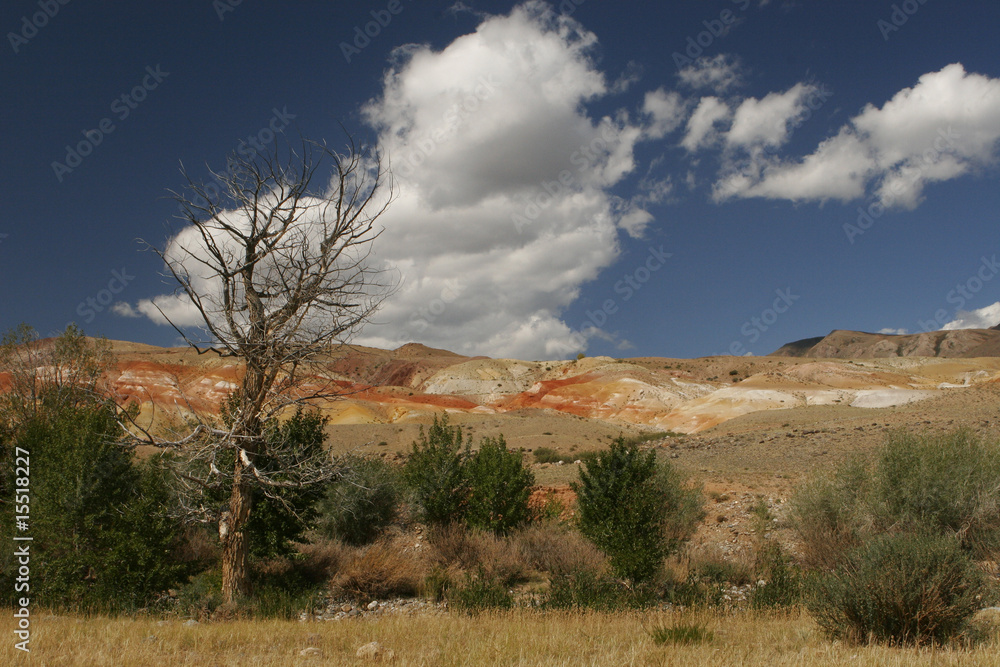 Fototapeta premium Dead tree with colored mountains
