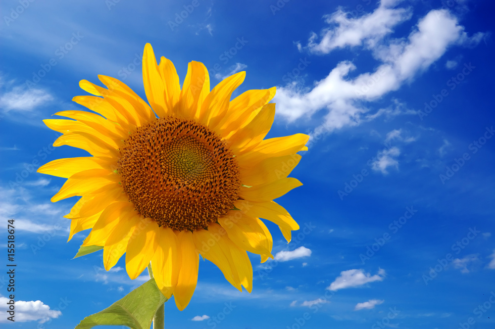 Obraz premium One sunflower