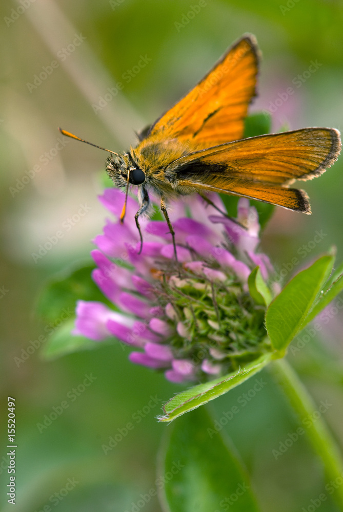 papillon sylvaine (ochlodes faunus turati) papillon sylvaine (ochlodes faunus turati)