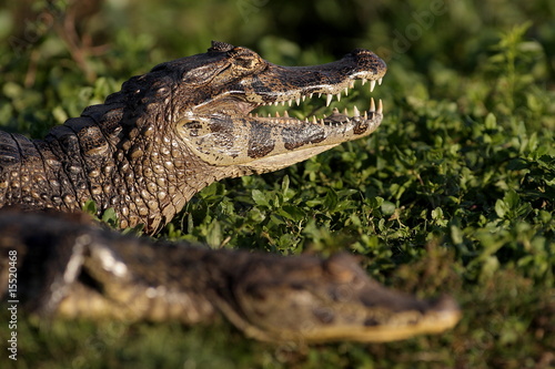 Caimans noirs dans les marais de l'Ibéra en Argentine