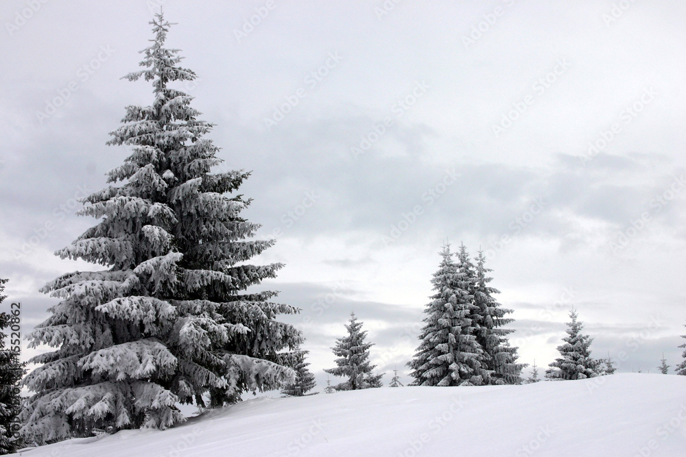 Naklejka premium Weihnachtsbäume