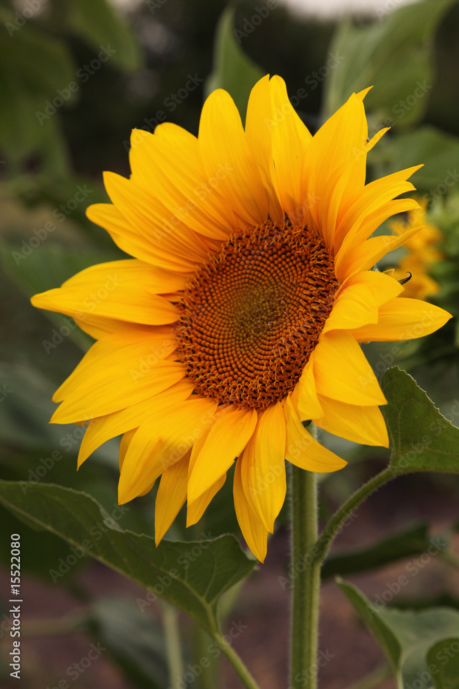Obraz premium sun flower