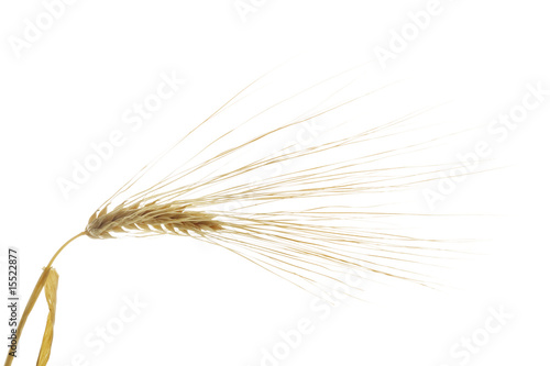 Barley