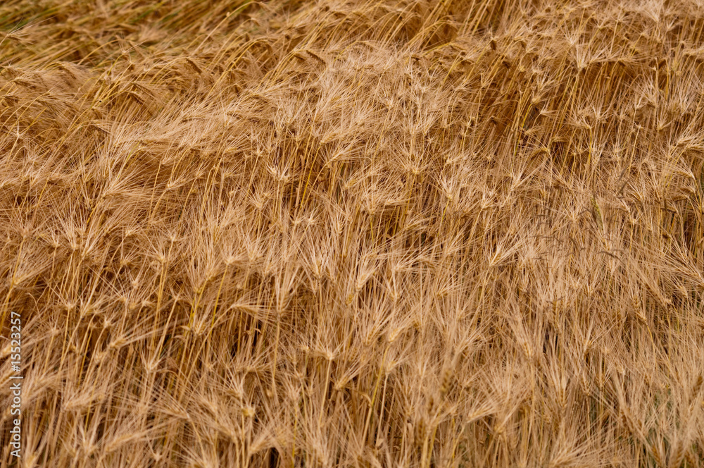 Landwirtschaft in NRW. Ernte