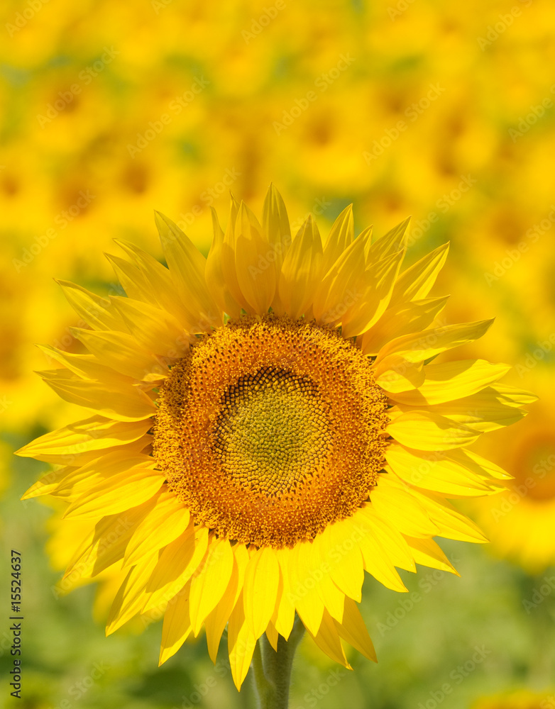 Close up of sunflower, shallow focus Close up of sunflower, shallow focus