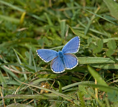 Adonis Blue photo