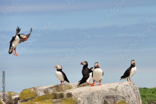 Photography Puffin landng on rock - Farne Islands (North East England)