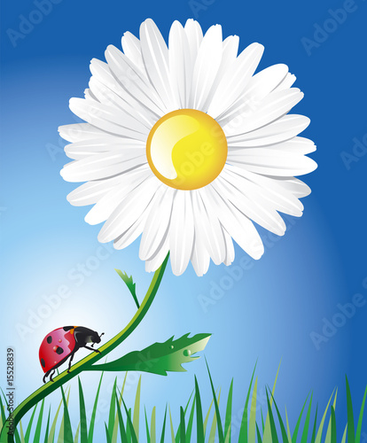A daisy and a ladybug