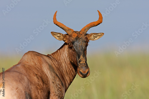 Tessebe antelope (Damaliscus lunatus), South Africa