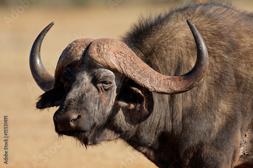 African or Cape buffalo, South Africa