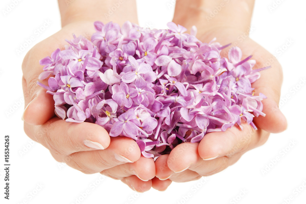 Fototapeta premium Lilac in the hands