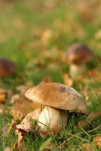 Brown mushroom in the grass with leafs