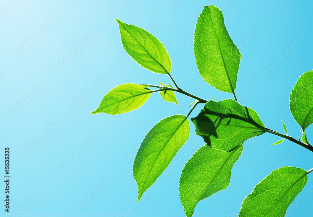 Branch with young green leaves Branch with young green leaves