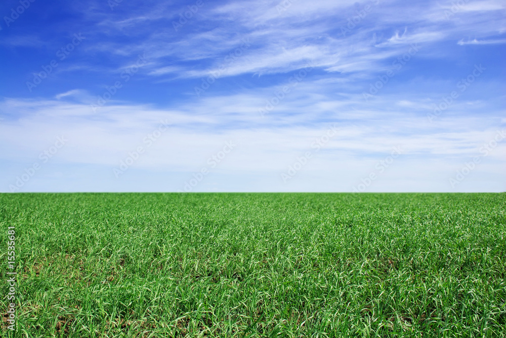 Grassy field Grassy field