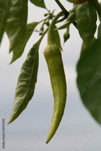 Wallpaper Mural Pfefferoni grün Torontodigital.ca