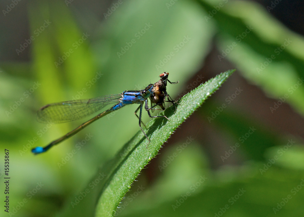 Libelle frisst Fliege Libelle frisst Fliege