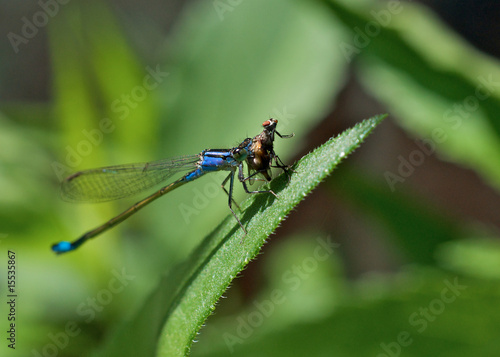 Libelle frisst Fliege © Josephine 