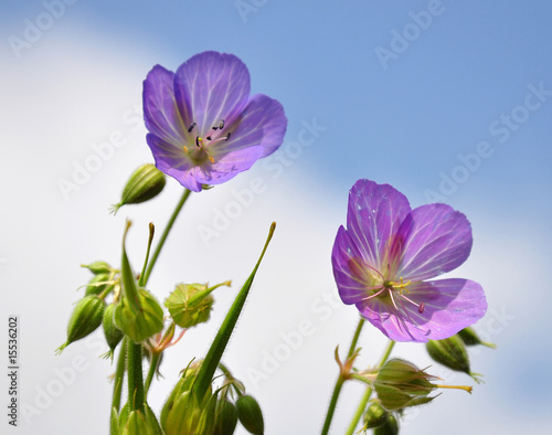 Storchschnabel (Geranium)