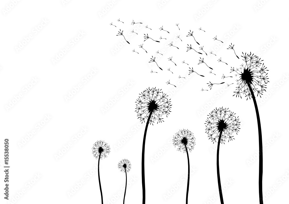 custom made wallpaper toronto digitalSilhouette eines Löwenzahn