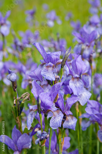 Closeup of iris plant