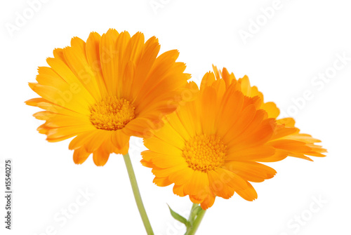 the flowers of a calendula