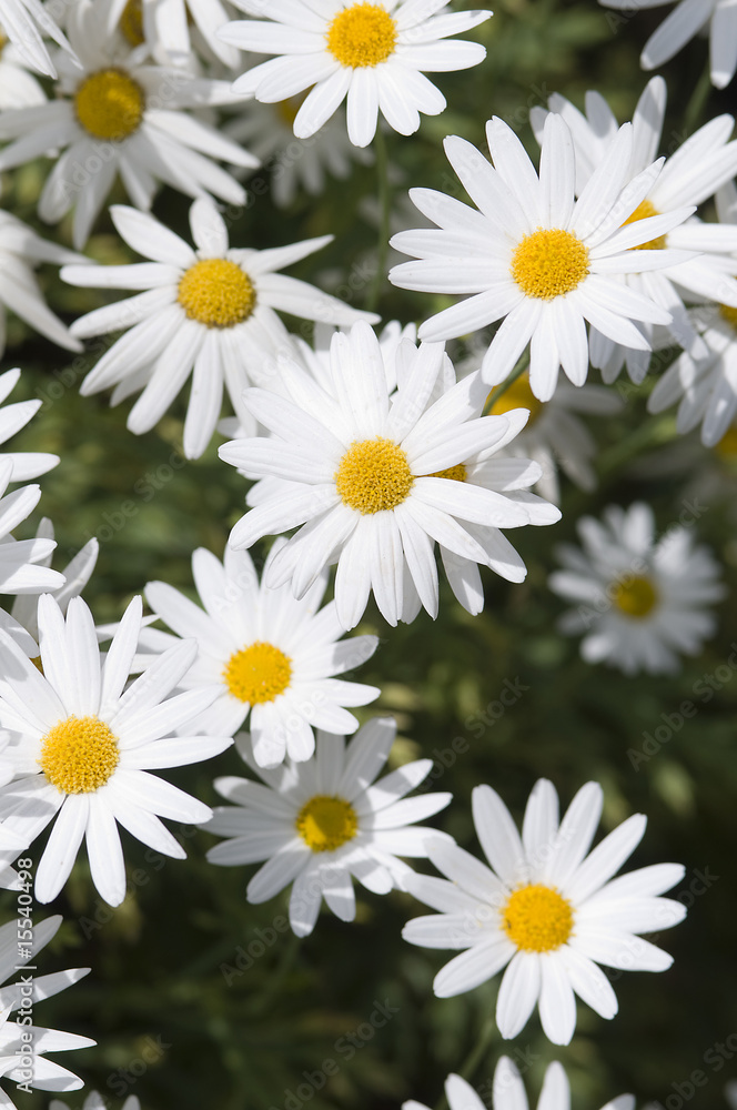 white daisy white daisy