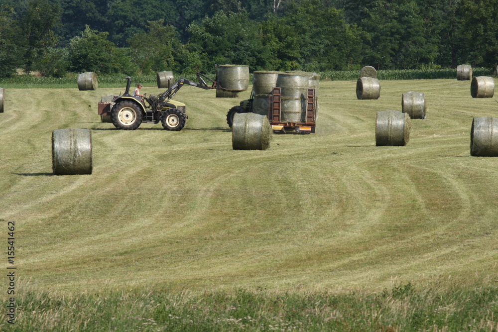 Obraz premium FIENO RACCOLTO